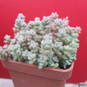 Sedum  dasyphyllum