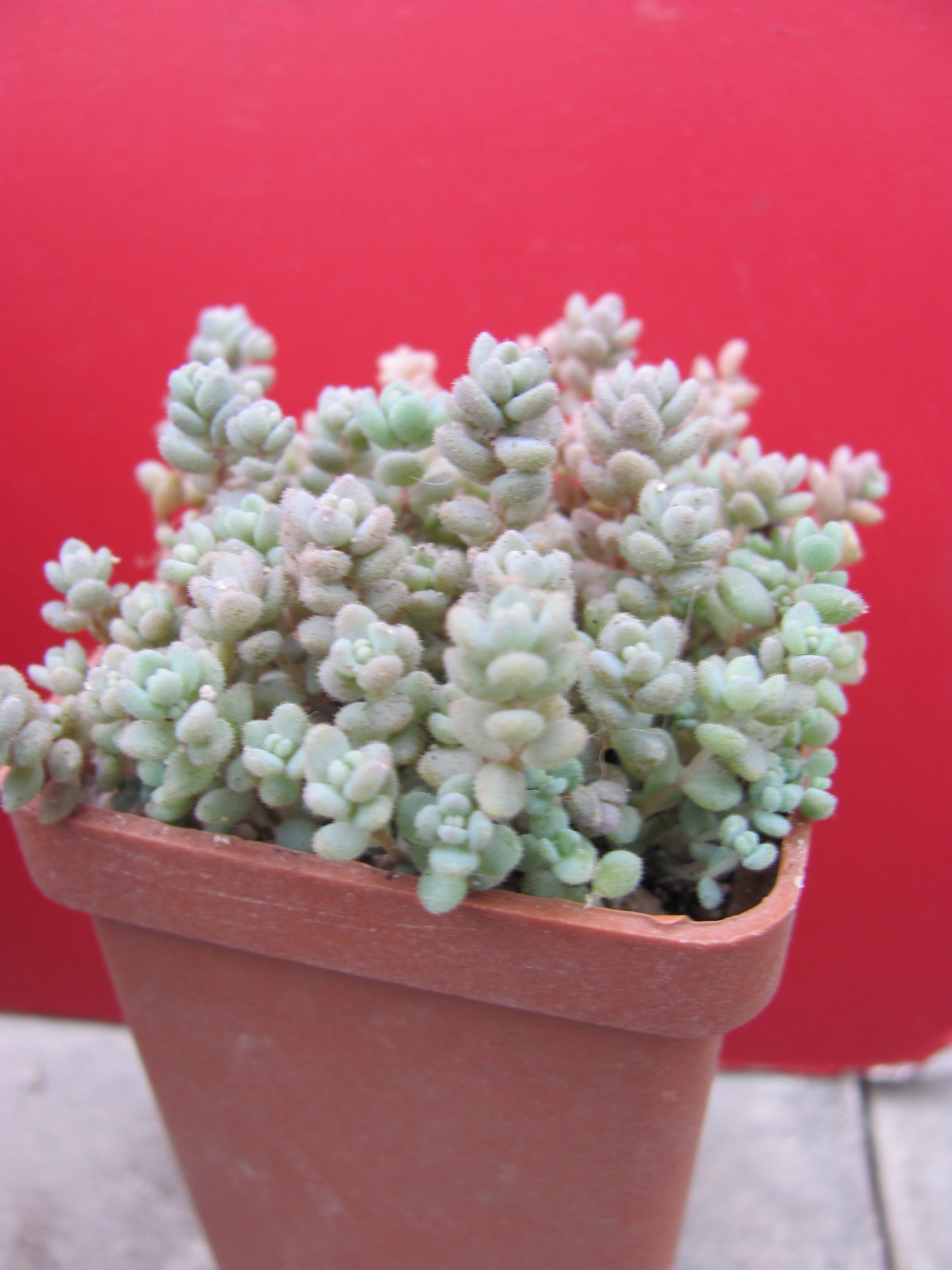 Sedum  dasyphyllum