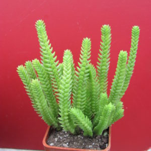 Crassula    purpusii