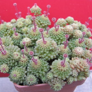 Monanthes  polyphylla