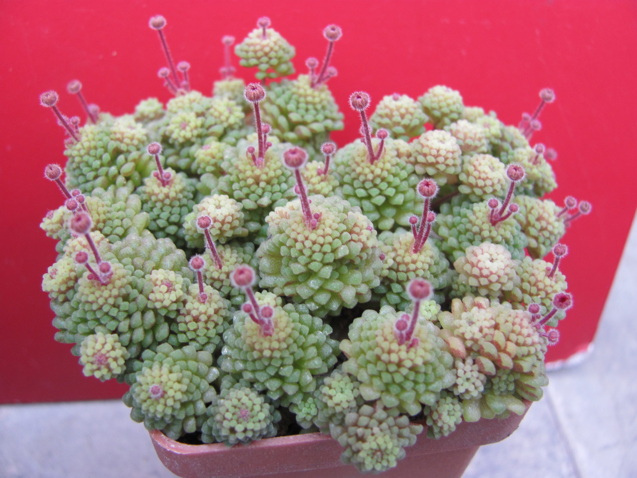 Monanthes  polyphylla
