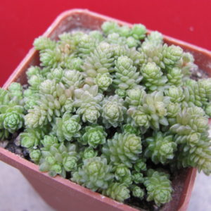 Sedum   compactum