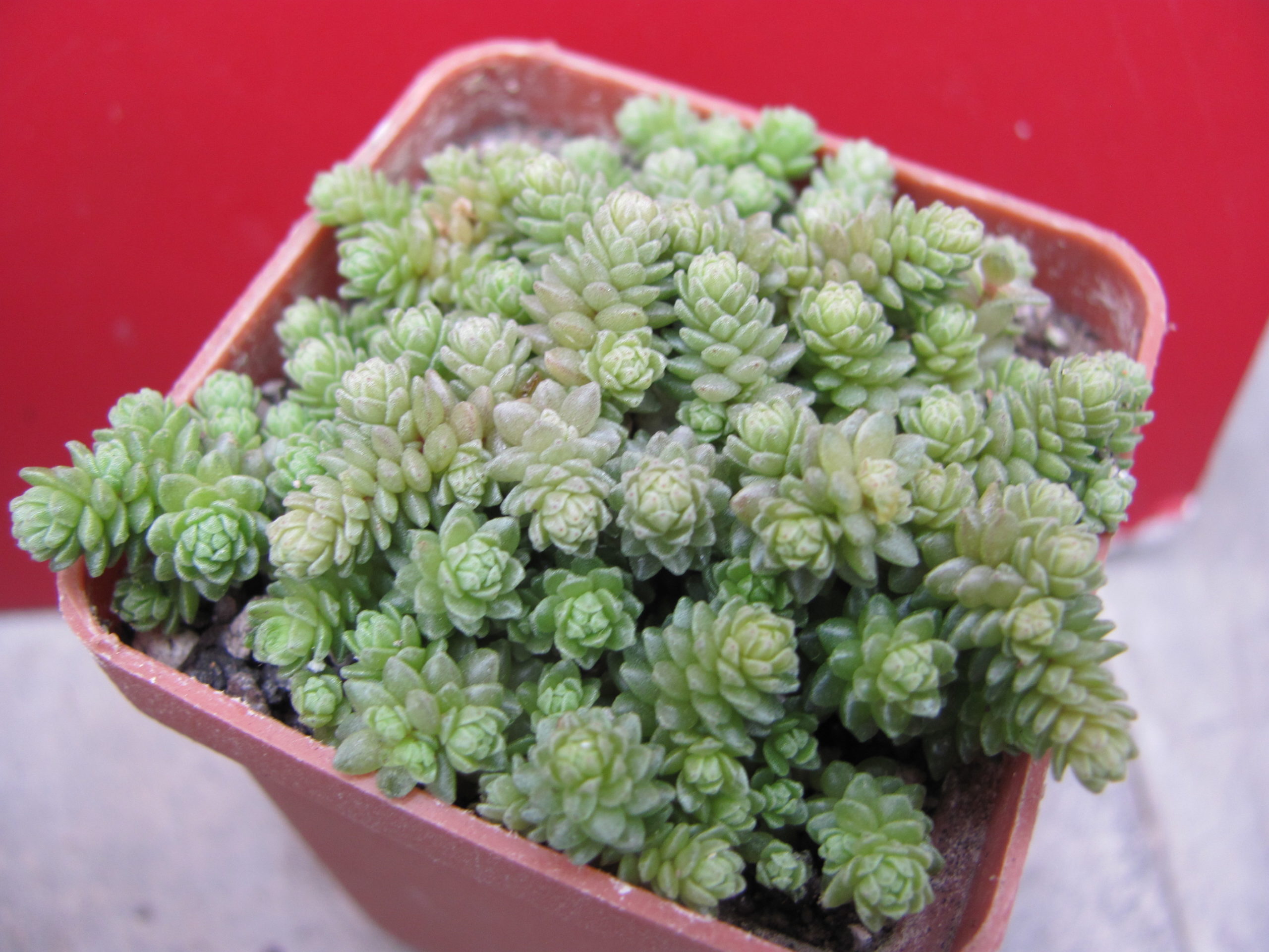 Sedum   compactum