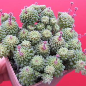 Monanthes   polyphylla