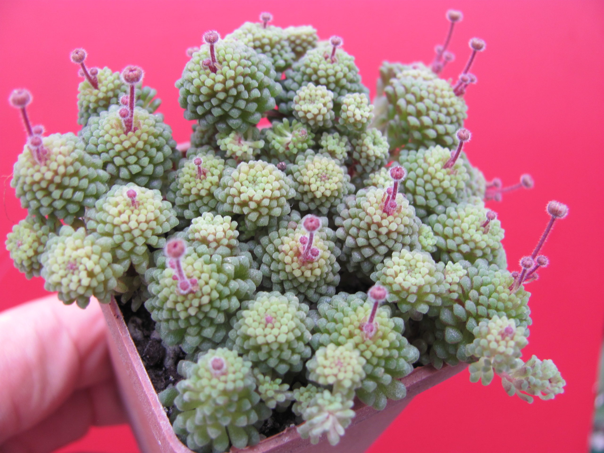 Monanthes   polyphylla