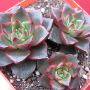 Echeveria purpusorum  hybr.     3 разом