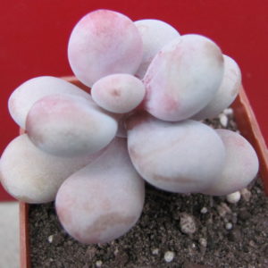 Pachyphytum    Pink