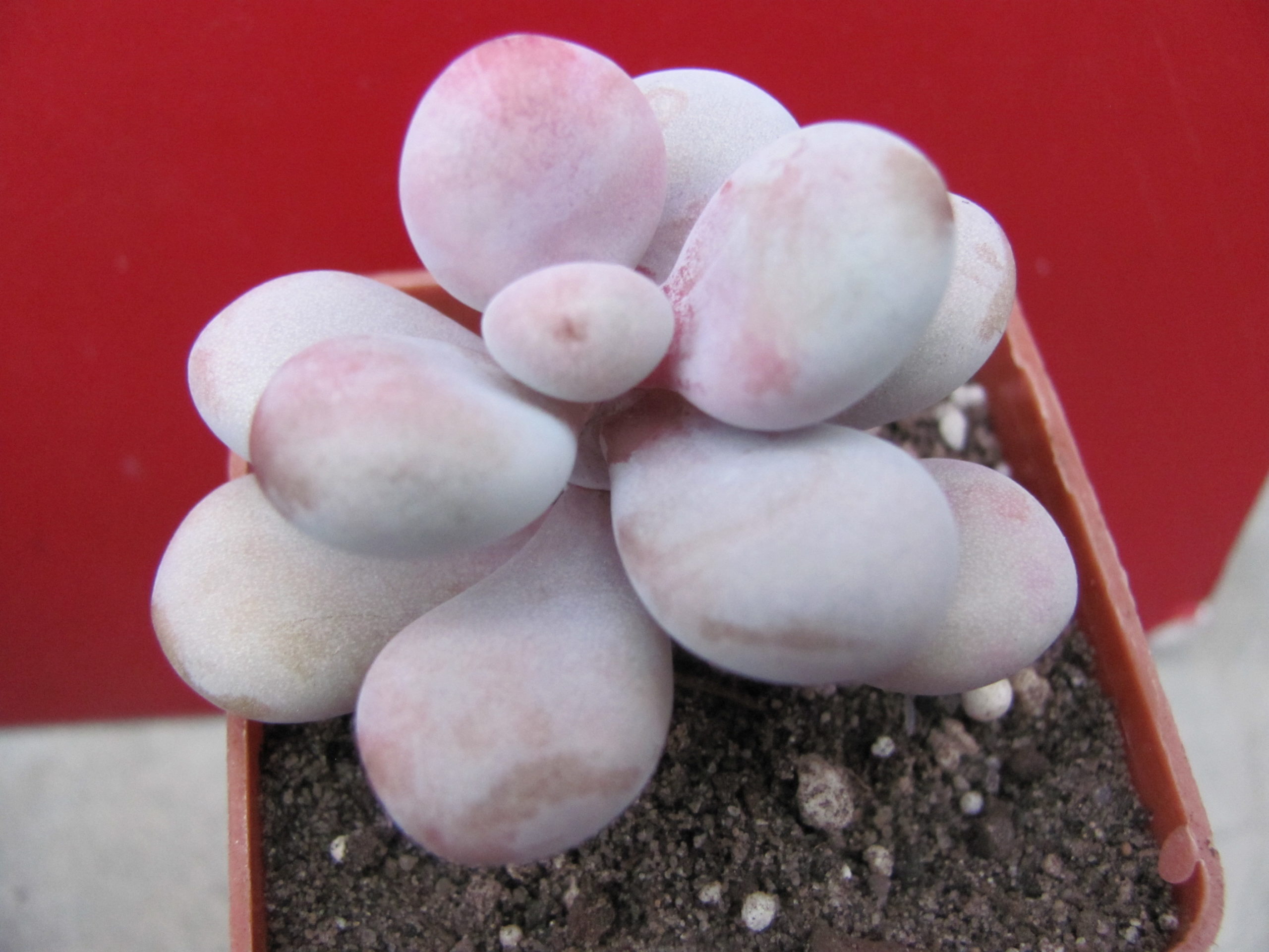 Pachyphytum    Pink