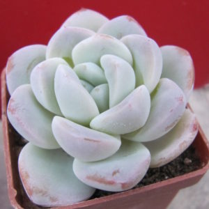 Echeveria    hybr.   #19      ( hybrid  Lipskiy )