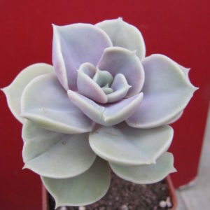 Echeveria   Blue Surprise