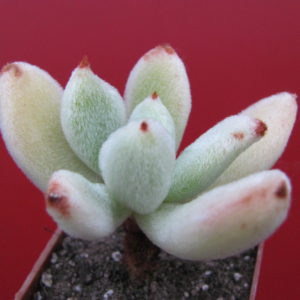 Echeveria   leucotricha
