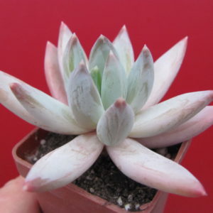 Echeveria   hookeri