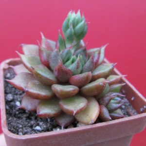 Echeveria   hybr.