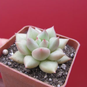 Echeveria   Van Keppel
