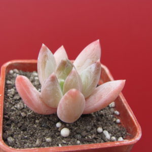 Echeveria   hookeri
