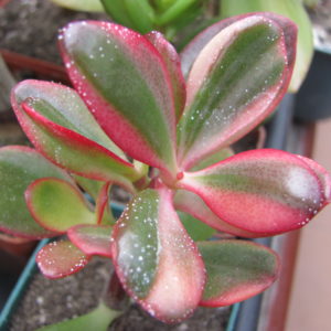 Crassula    Hummels  Sunset variegata