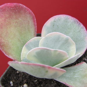 Kalanchoe   thyrsiflora  variegata