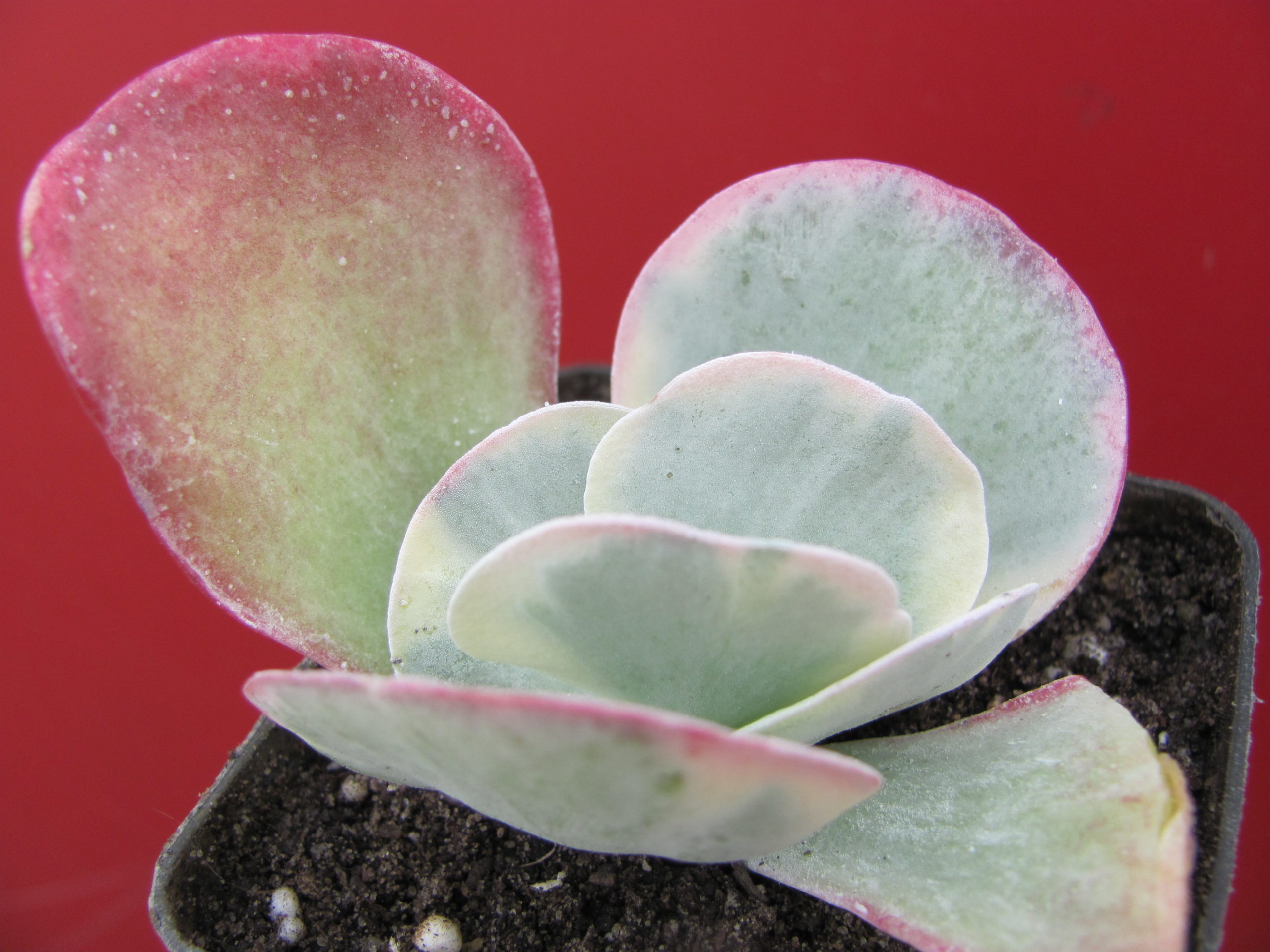 Kalanchoe   thyrsiflora  variegata