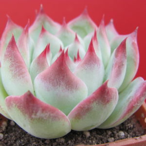 Echeveria   chihuahuensis   Ruby  Blush