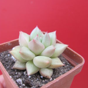 Echeveria   Van  Keppel