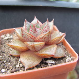Echeveria    purpusorum   *White  form*