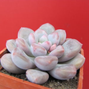Pachyphytum   oviferum  hybr.