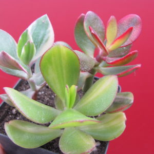 Crassula     3 разом