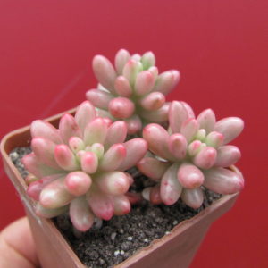 Sedum   Aurora