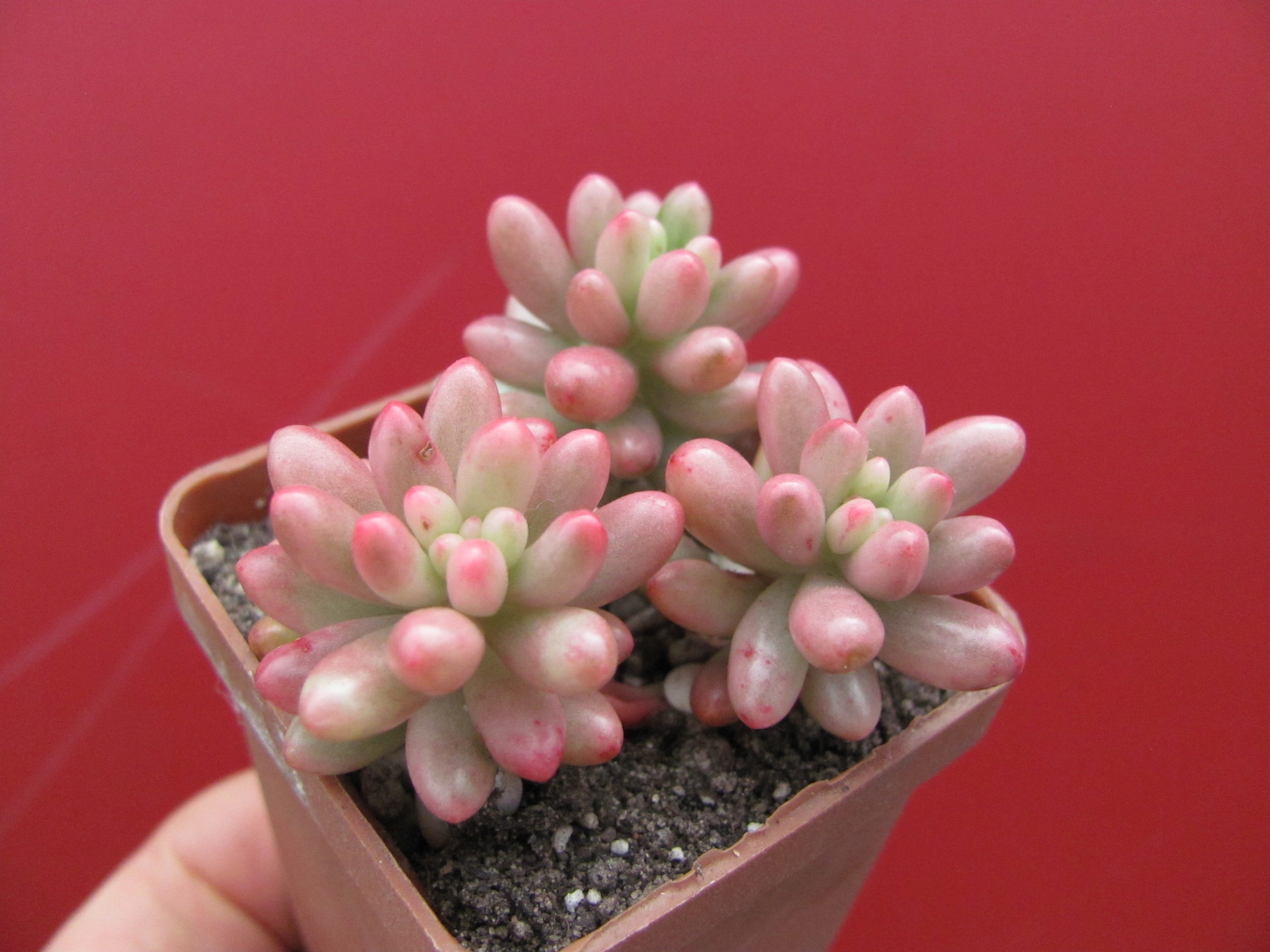 Sedum   Aurora