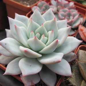 Echeveria    Blue  Bird