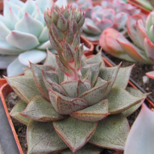 Echeveria  purpusorum   *White  form*