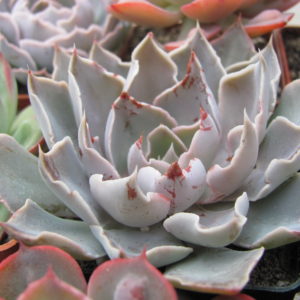 Echeveria   strictiflora   hybr.    F1