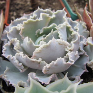 Echeveria    *Curly  Pearl*