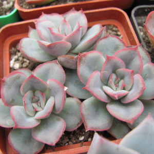 Echeveria     3 разом