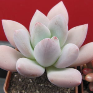 Pachyveria    Opalina