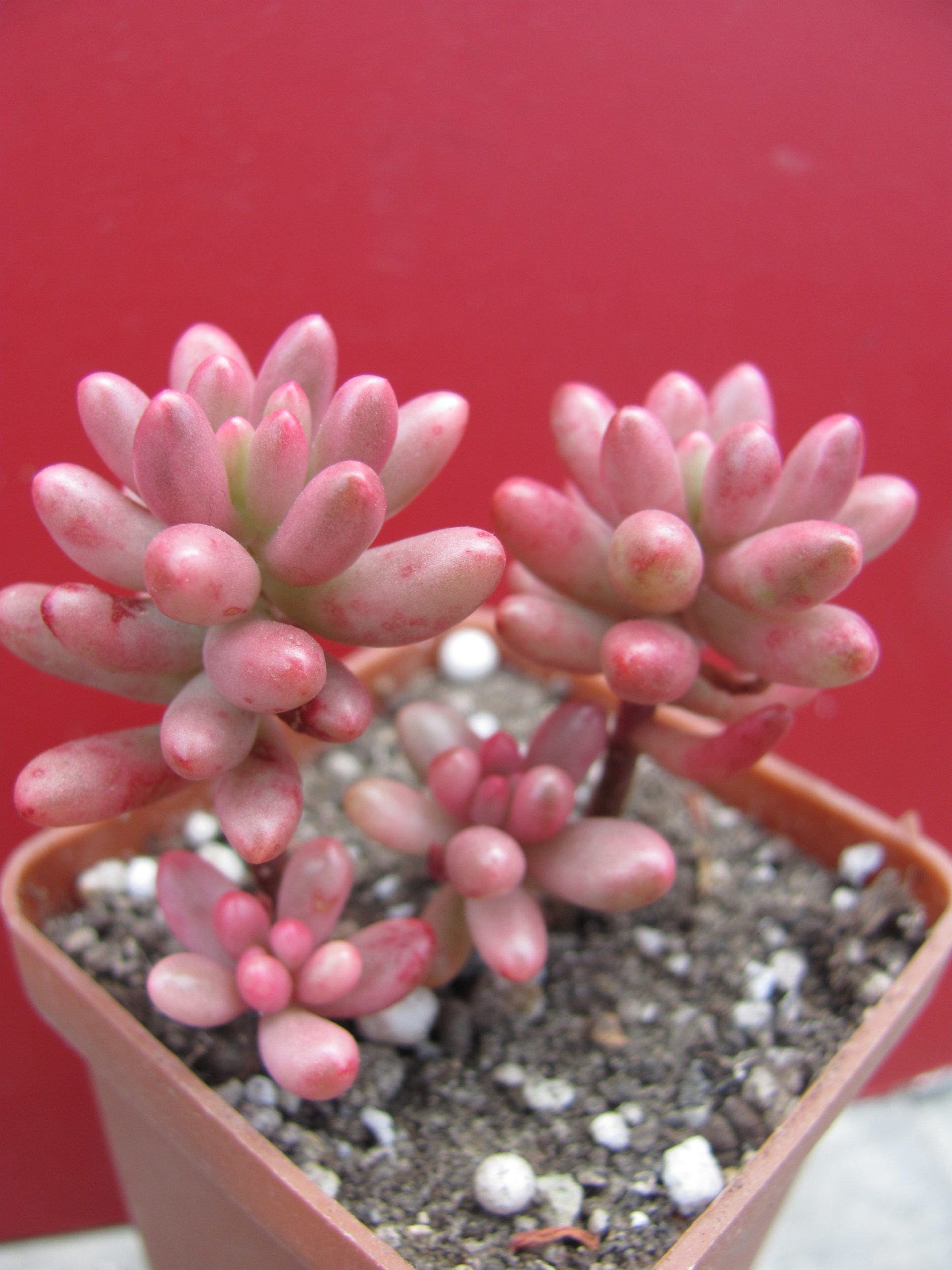 Sedum   Aurora