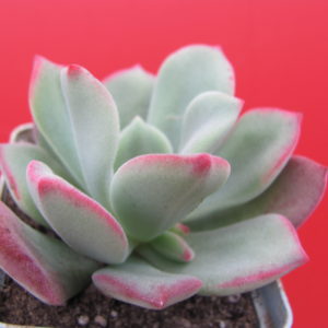 Echeveria    pulvinata   Ruby   hybr.