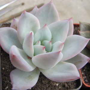 Echeveria   Beatrise