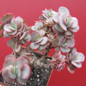 Echeveria   Suyon