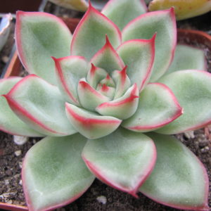 Echeveria