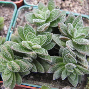 Crassula   Frosty