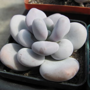 Pachyphytum  oviferum
