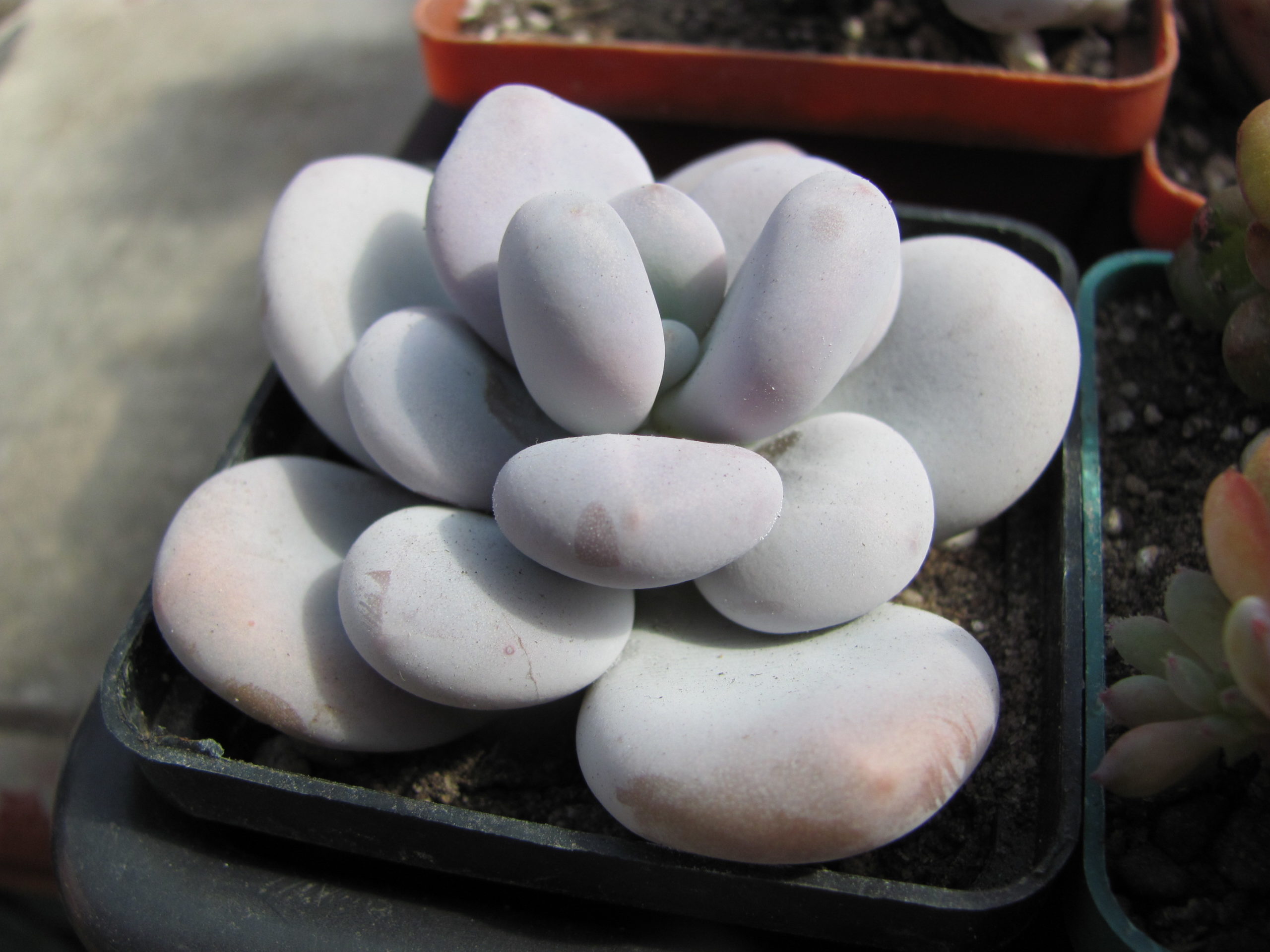 Pachyphytum  oviferum