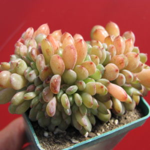 Echeveria    Fantasia   Carol  cristata