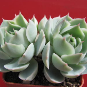 Echeveria   Laguna  Sanchez  hybr.