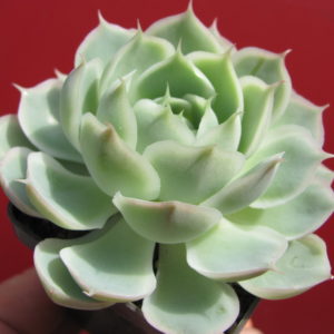 Echeveria   Laguna  Sanchez   hybr.