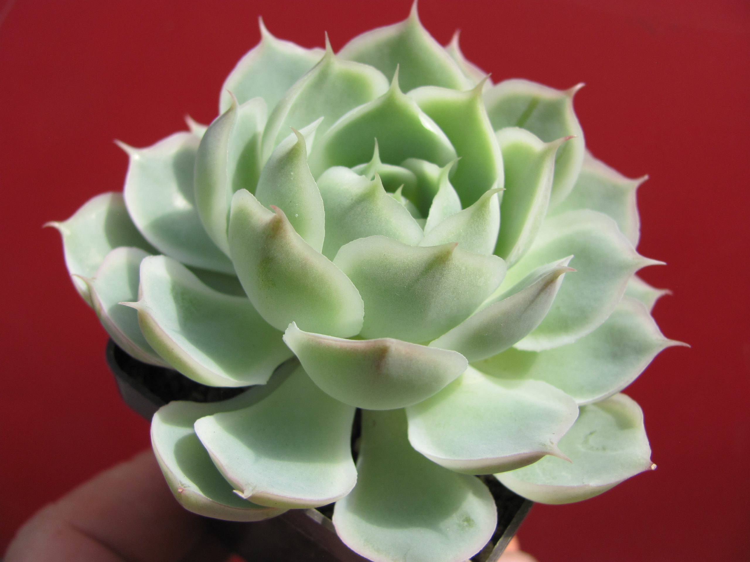 Echeveria   Laguna  Sanchez   hybr.