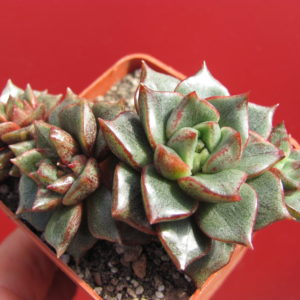 Echeveria  hybr.