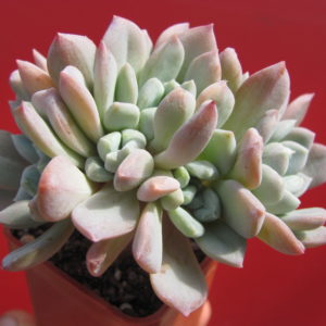 Echeveria    glauca  cristata