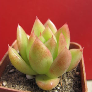 Echeveria
